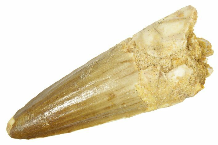 Fossil Spinosaurus Tooth - Real Dinosaur Tooth #363077